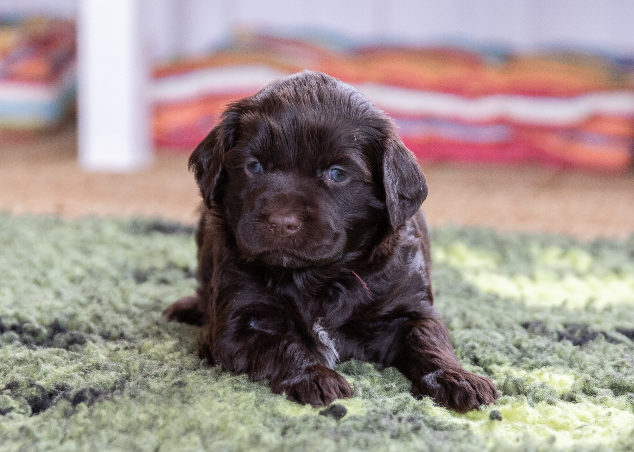 Miss Red 4 weeks