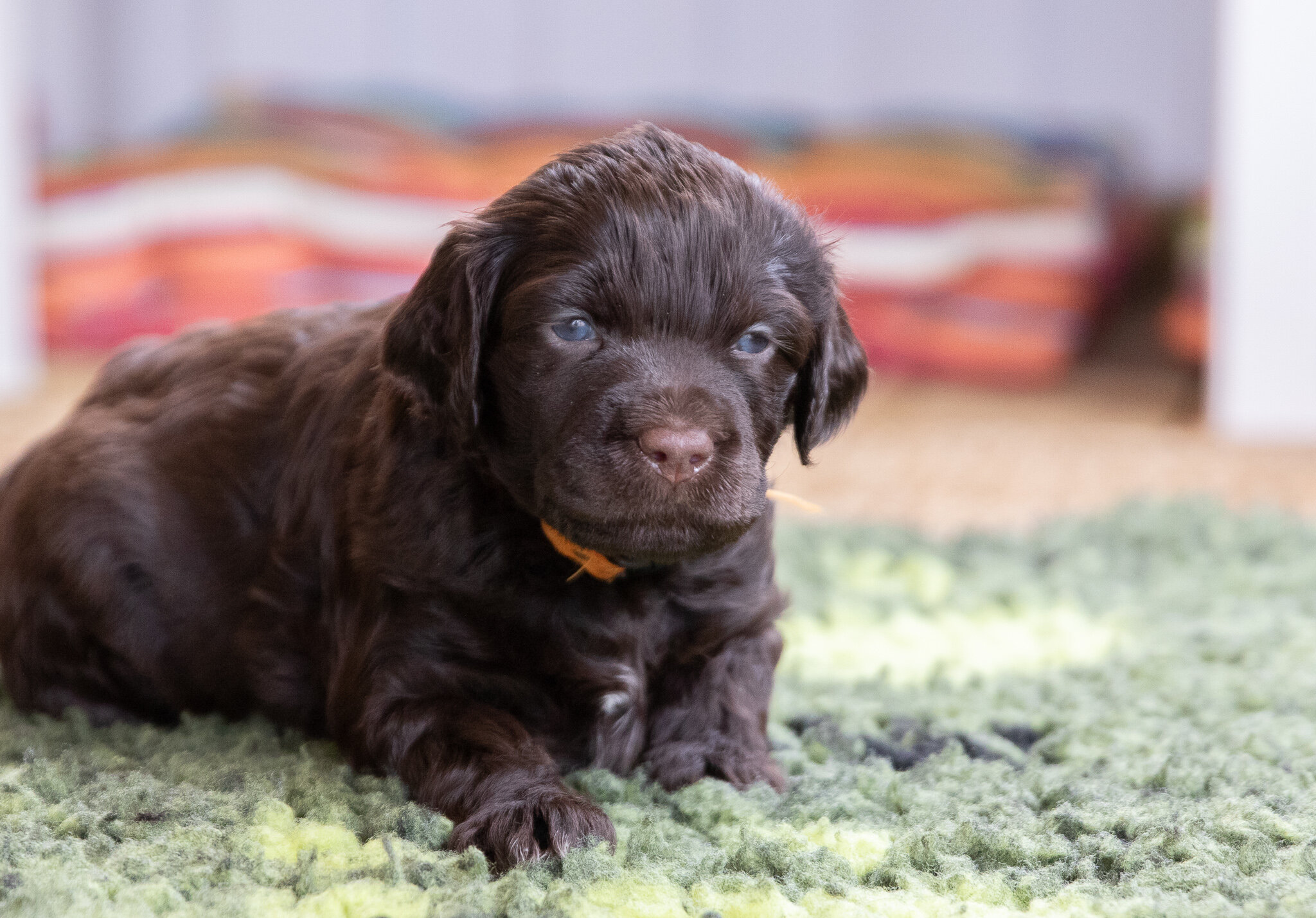 Mr. Orange 4 weeks