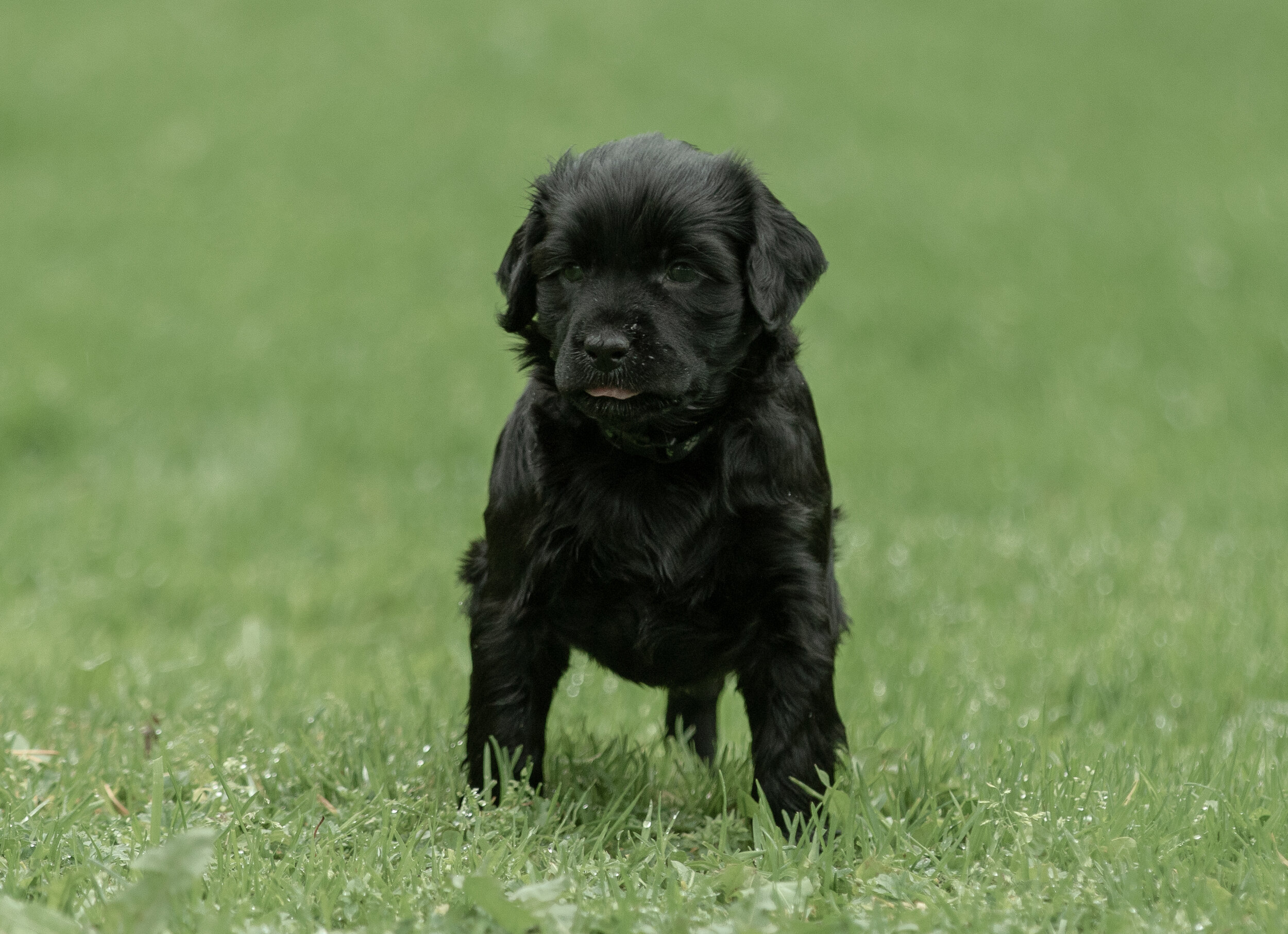 Mr. Black 5 weeks 