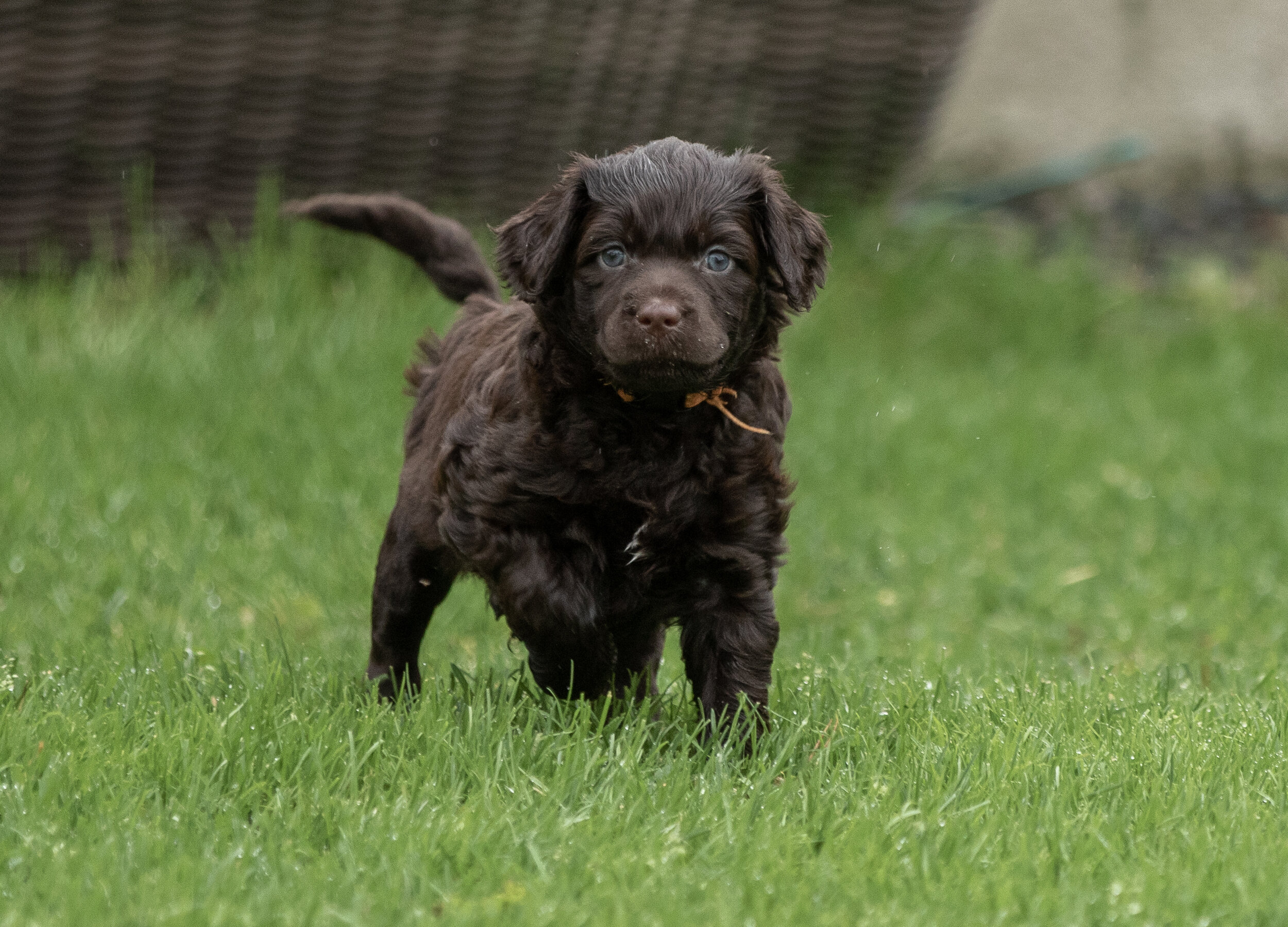 Mr. Orange 5 weeks 