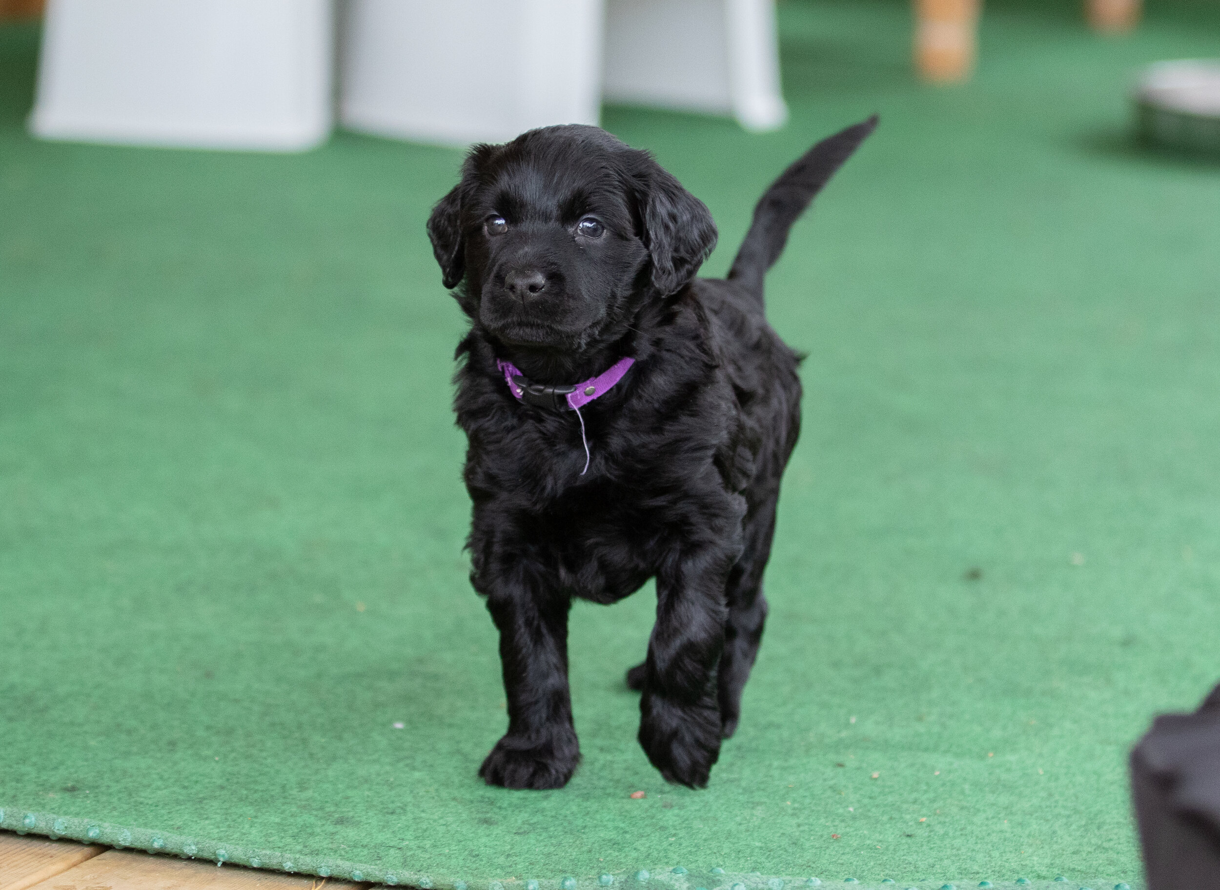 Miss Purple 5 weeks 