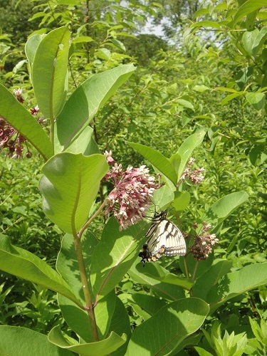 Brooksvale butterflies