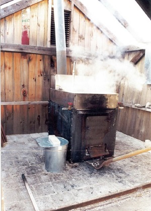 maple sugaring program