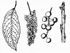 black cherry.png