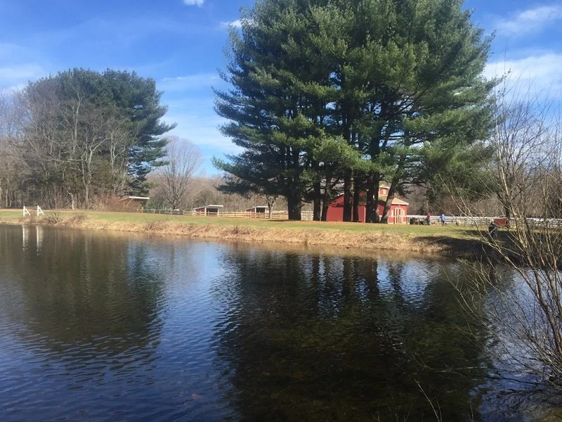 pond view.jpg