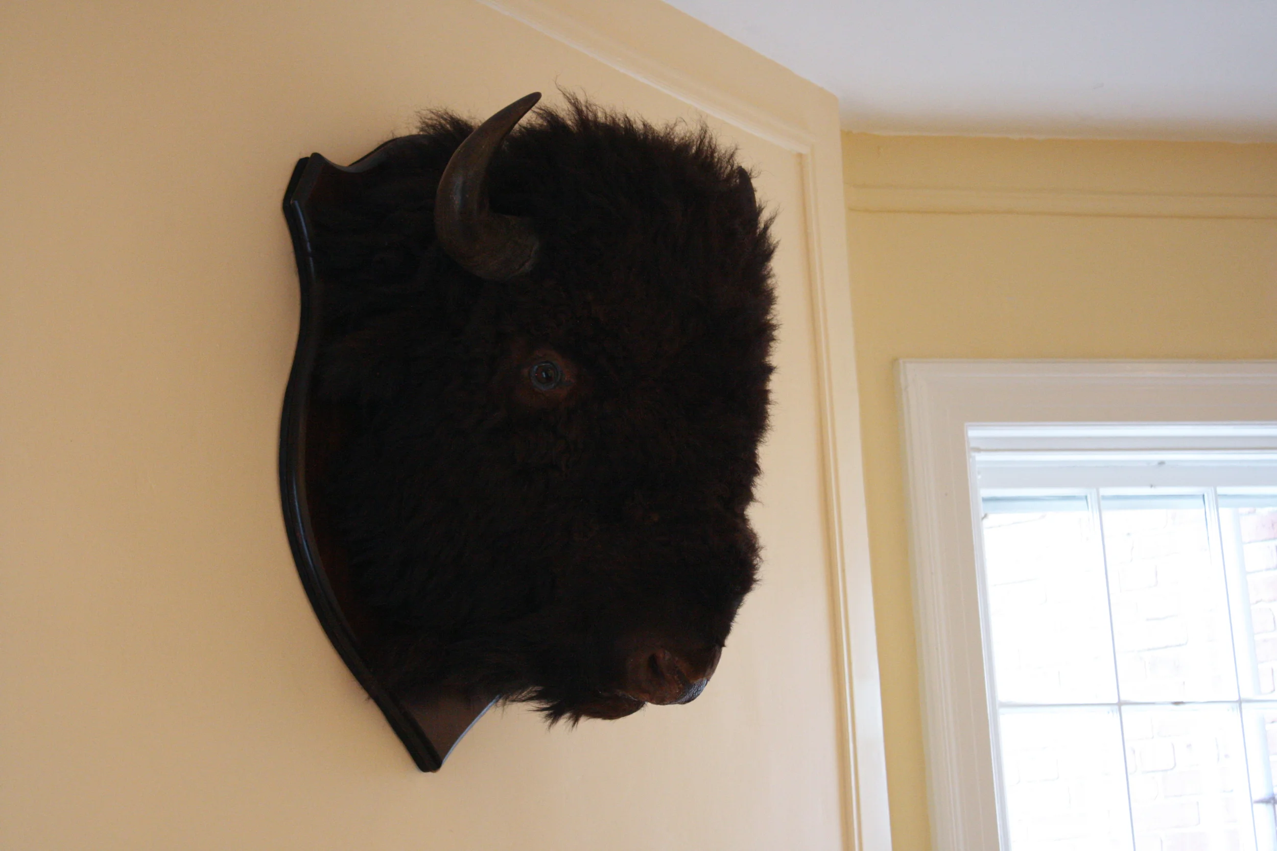 Bison Head, early 20th century