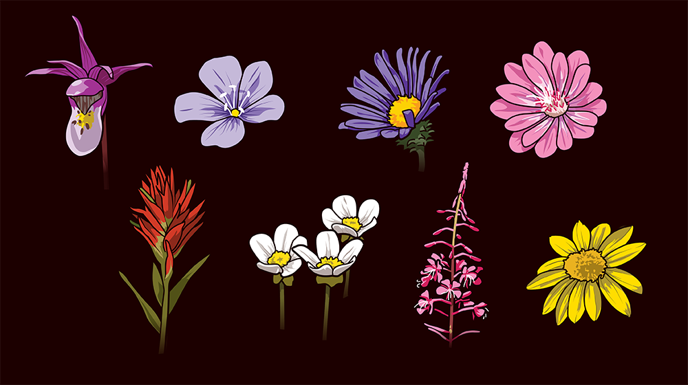 Twombly-YellowstoneFlowers-details.png