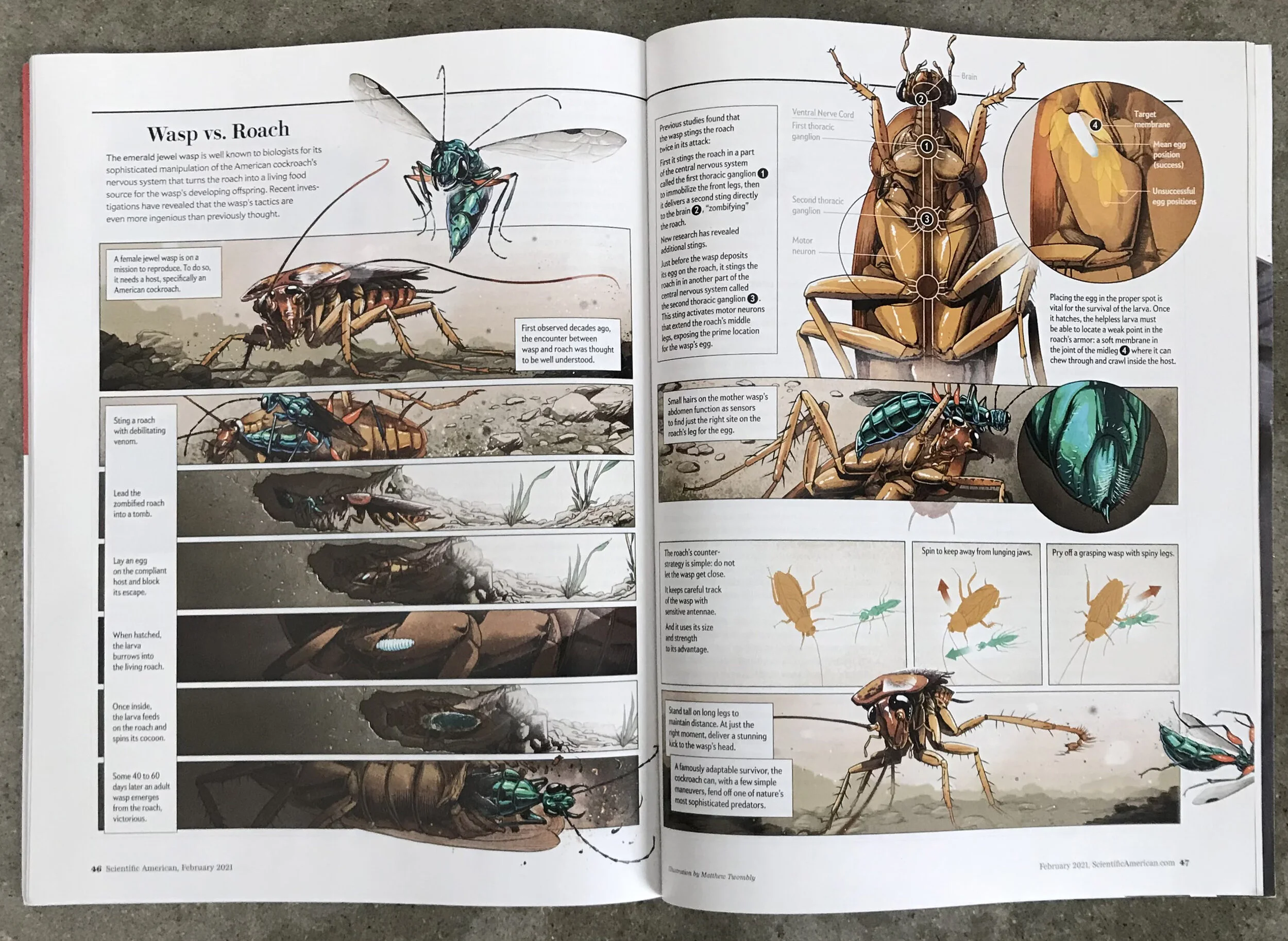 Twombly-SciAm-wasp spread.jpg