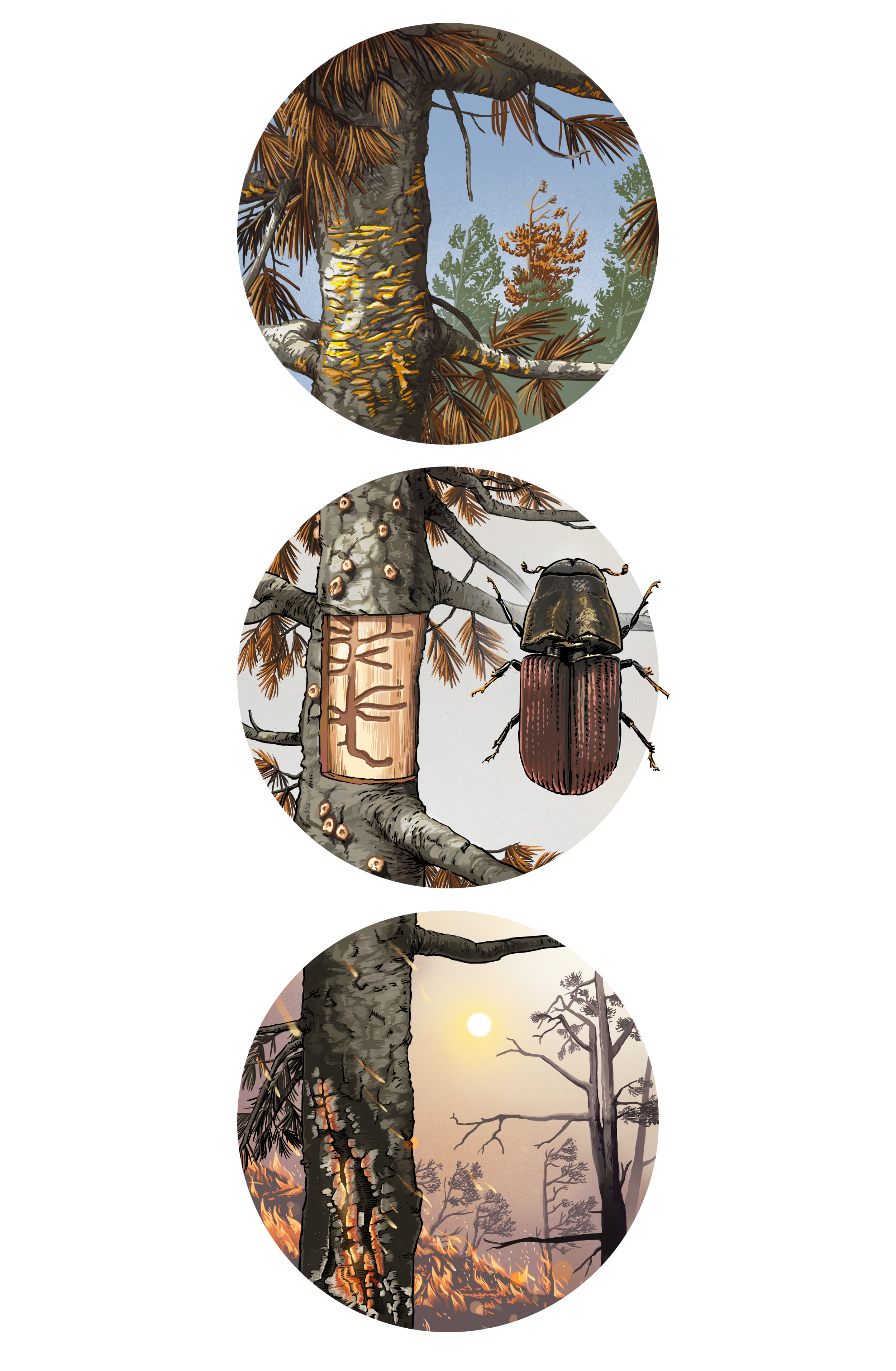 AmerForests_Whitebark Vignettes copy.png