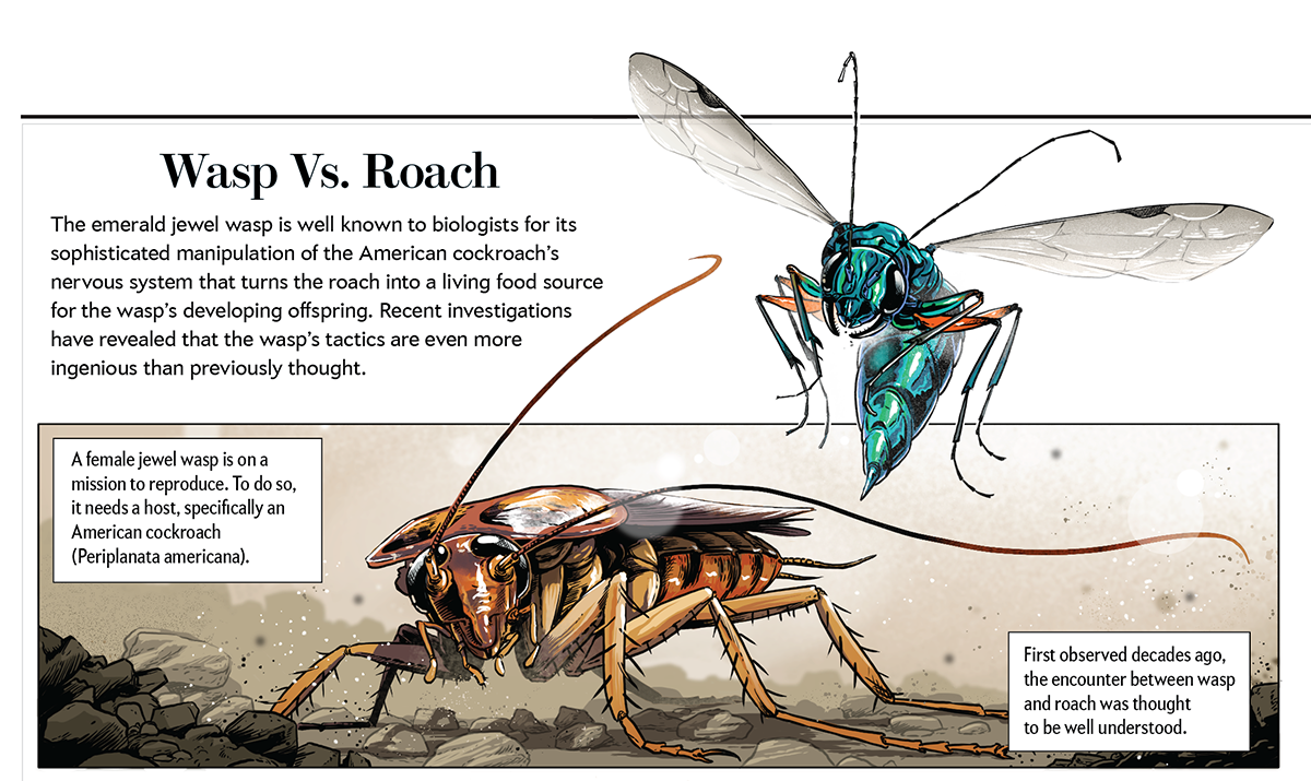 Twombly-SciAm_JewelWasp_v3 detail 1.png