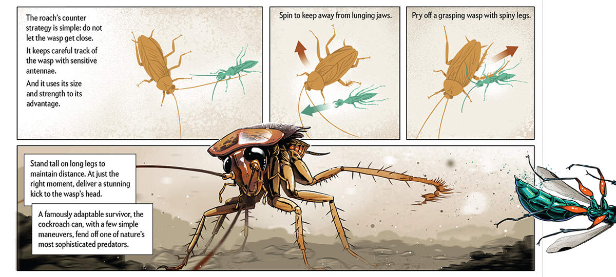 Twombly-SciAm_JewelWasp_v3 detail 2.png