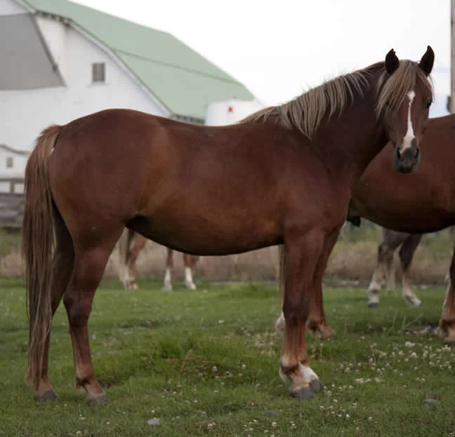 mair_2007b_welsh_pony.jpg