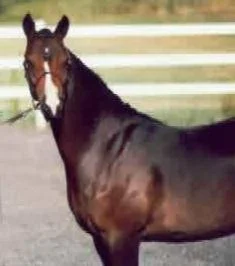 maximus_sporthorseshow05_Copy.jpg