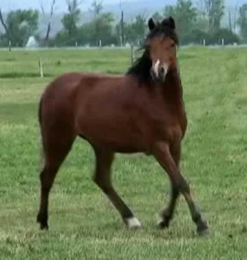 frivolity2_welsh_pony_9_08_Copy_Copy.jpg