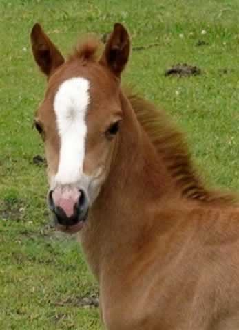 esme_welsh_pony_2009bfilly.jpg
