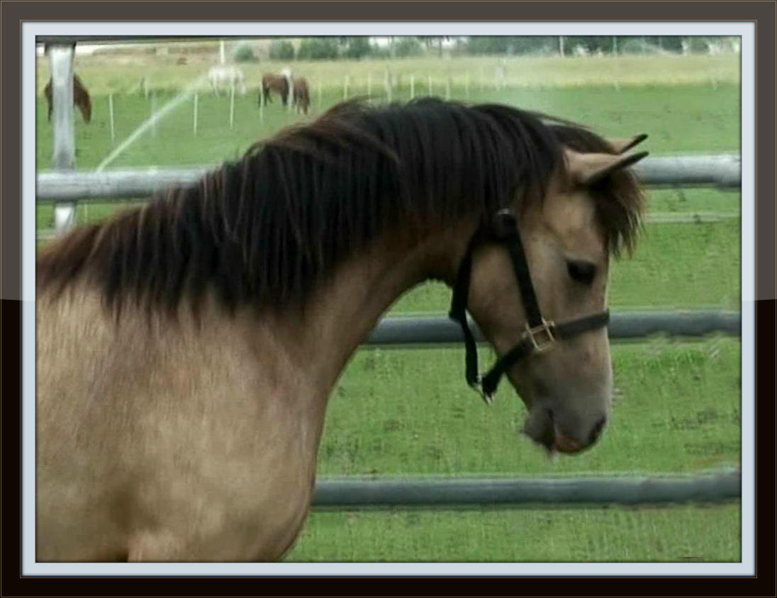 snapshot_005_Copykk_with_border.jpg