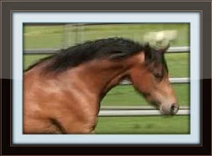 25_Copy_with_border.jpg