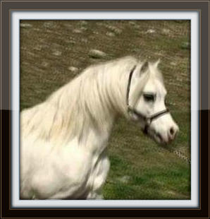 snapshot_008_001_with_border.jpg