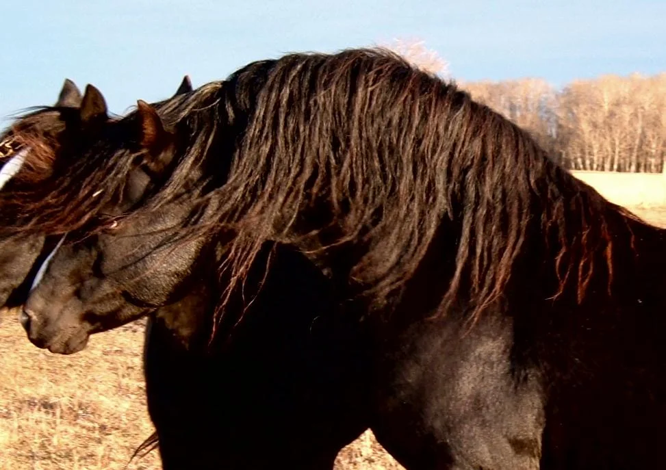 stallion_4 - Copy.jpg