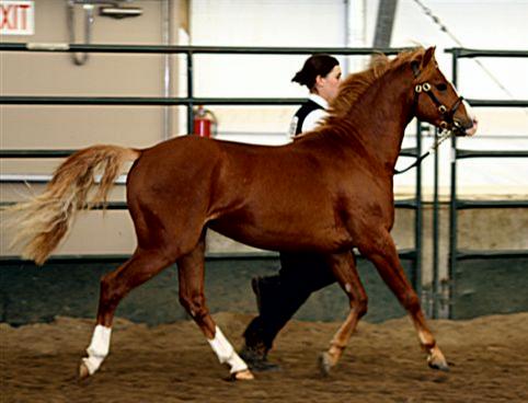 Red Deer 2010 - trot right side 1_Copy.jpg