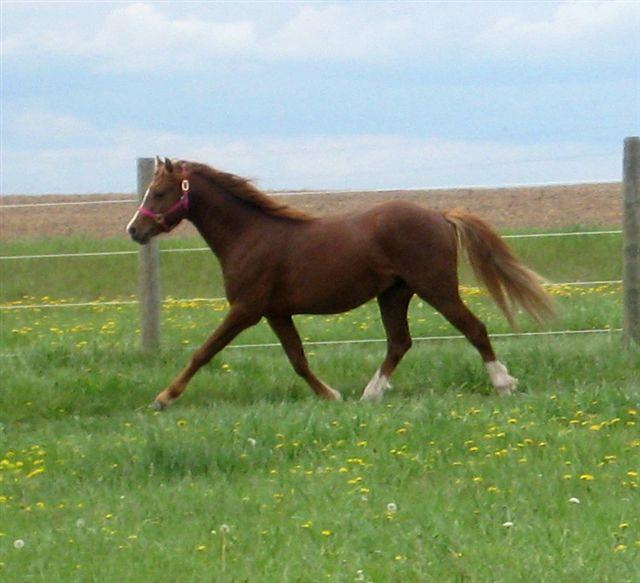 trot left 1 - May 2010 (2) (small)_Copy.jpg