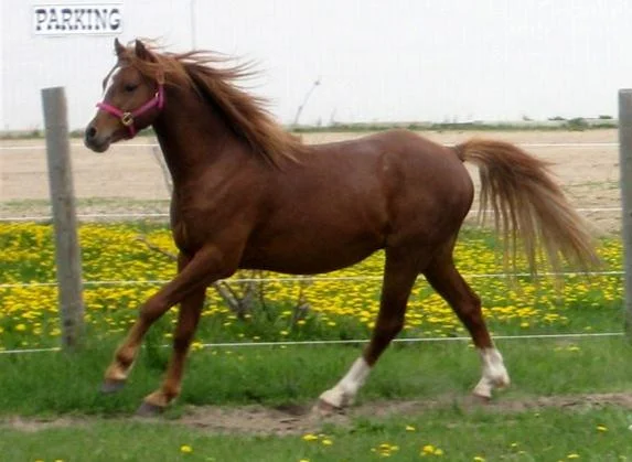 canter left 1 - May 2010 (small)_Copy.jpg
