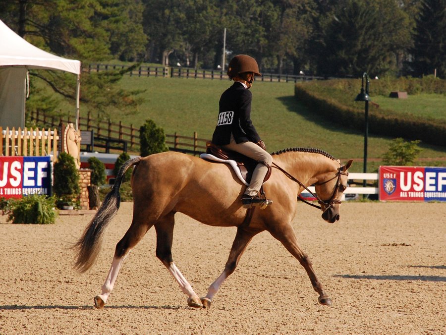 *Bronhuelog Armani at Pony Finals