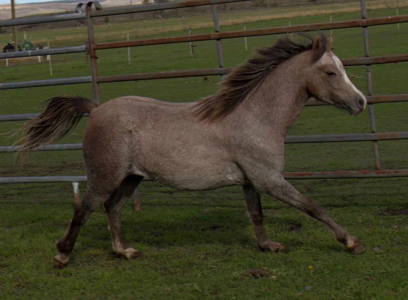 Evans Princess Princess as a yearling