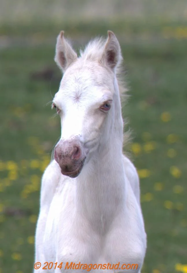 Evans Gold Maker (Clanfair Mirabeau x RWAS *Bronhuelog Antonia) Perlino Section B colt. SOLD
