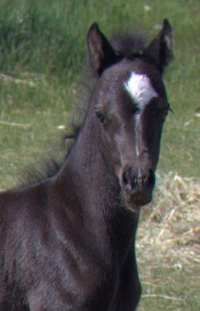 Evans Darian aka Darling (Clanfair Mirabeau x Evans Mair) Smokey Black Section B filly. SOLD