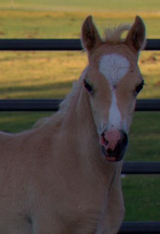 Evans Peredur (Clanfair Mirabeau x Morton's Camilia) Dark Palomino Section B Colt ~ For Sale