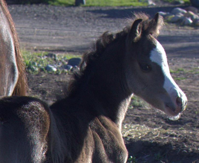 Evans Black Diamonds (Clanfair Mirabeau x Evans Violette) Smokey Black Filly. SOLD
