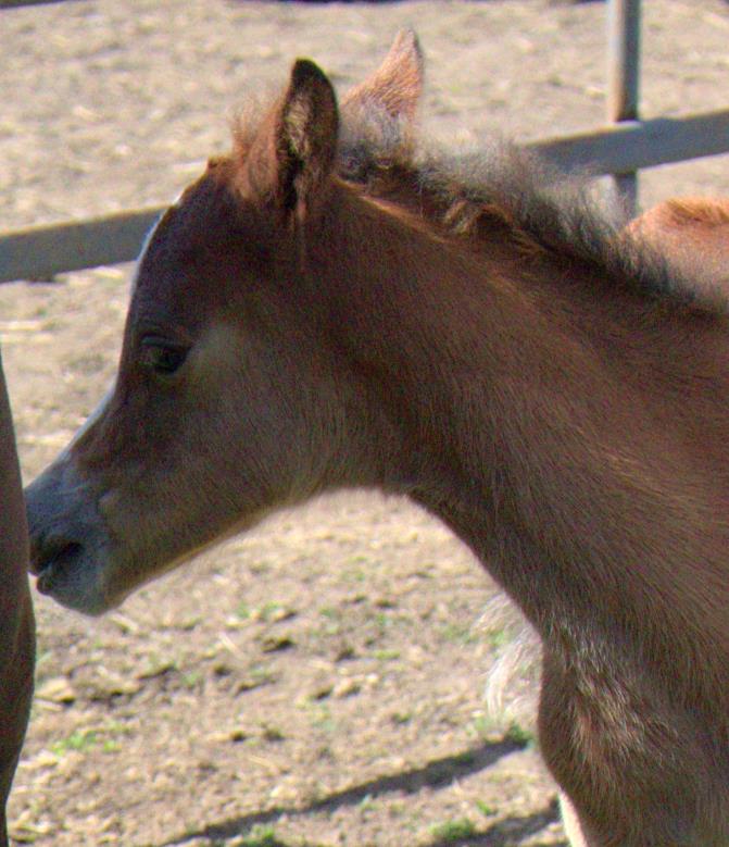 Evans Megan (Evans Asher x Evans Morcant) Dark Bay Section B Filly. For Sale.