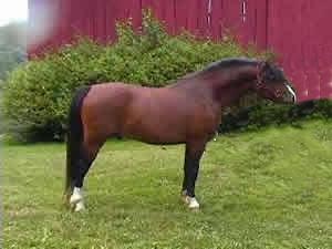 Bristol Victorio (RosMel Cotillion x Lithgow Wisnik)