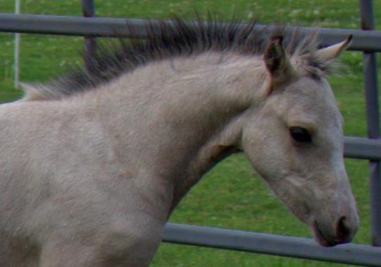 Evans Mischka (Clanfair Mirabeau x Evans Elane) Buckskin Section B Filly ~ For Sale