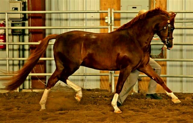 Evans Providence Of The Night Winning In Hand.