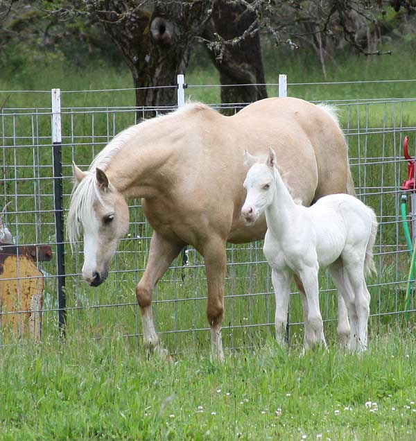 Maribeau with his dam Clanfair Martina