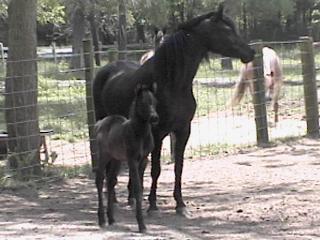 bonnie '04 filly.JPG