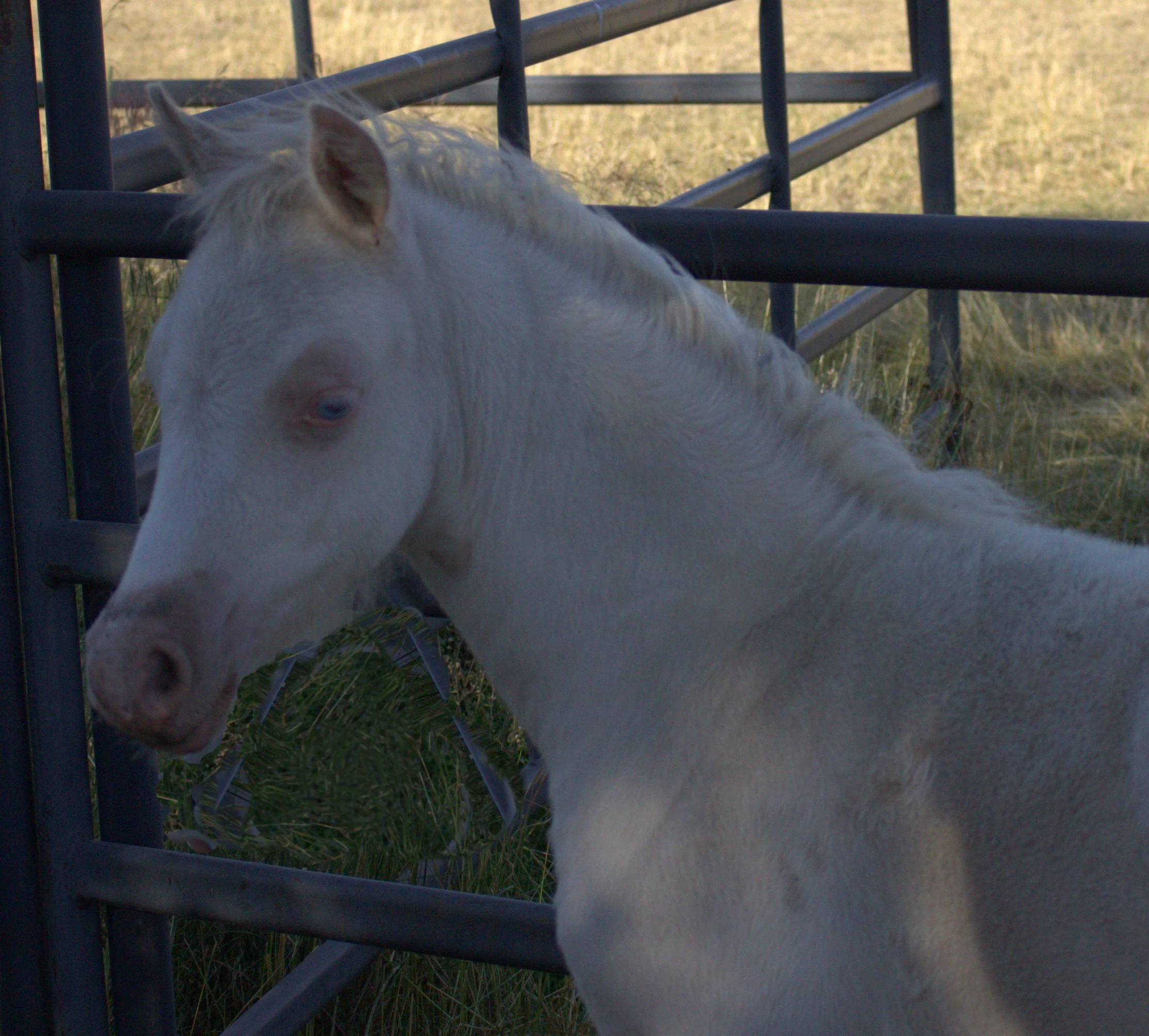 Antonia's filly.jpg
