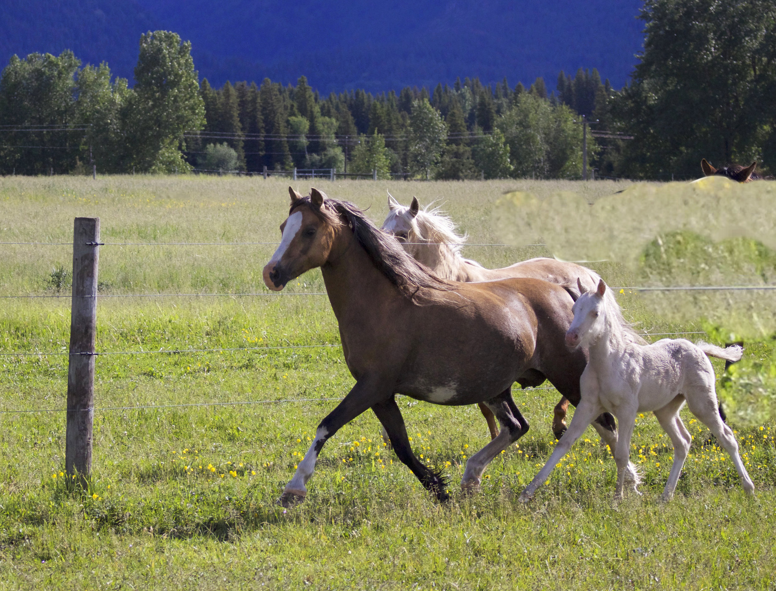 Foal photos June 10 9.jpg