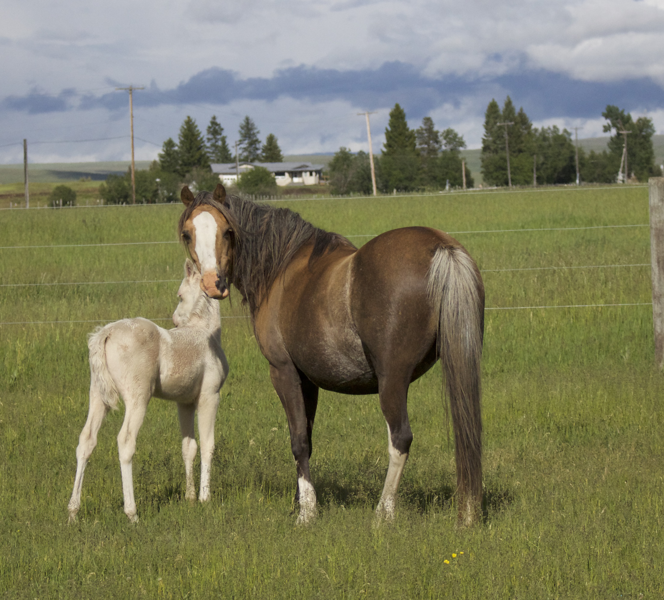 Foal photos June 10 134.jpg