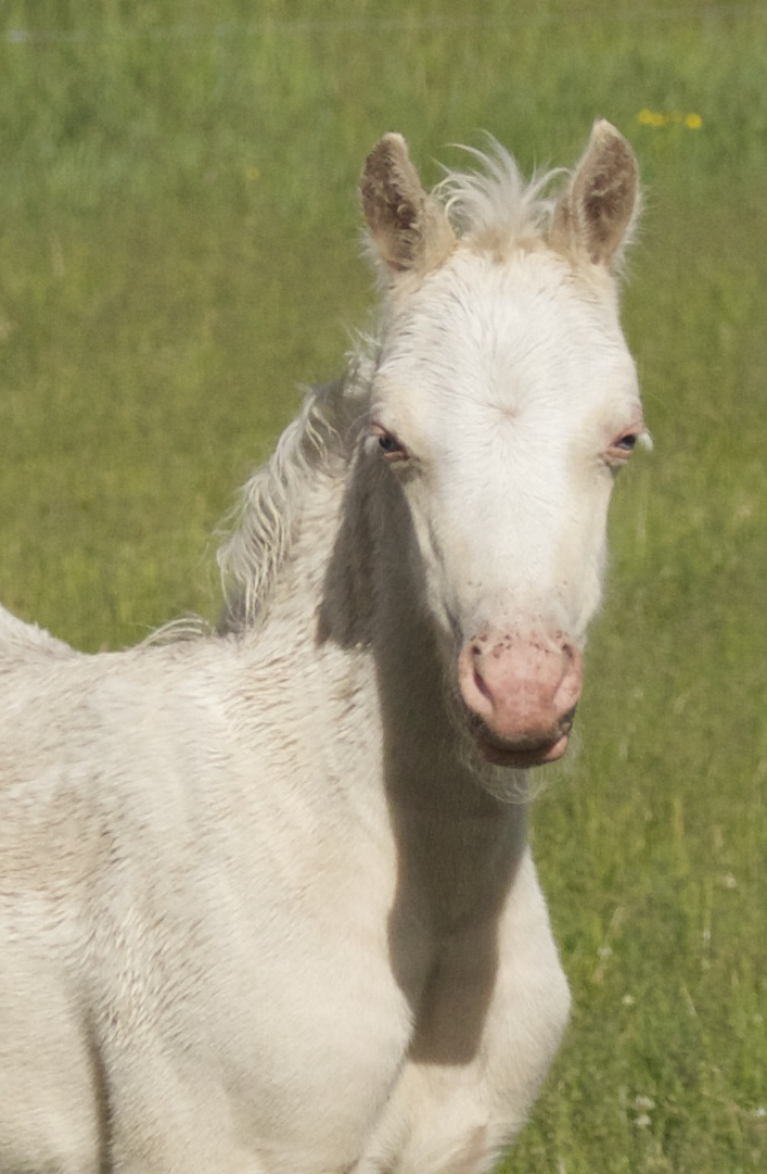 Foal photos June 10 145.jpg