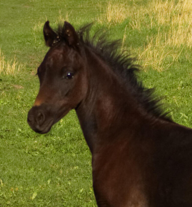 Black Colt 2.jpg