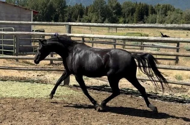 Evans Bethan The Black 