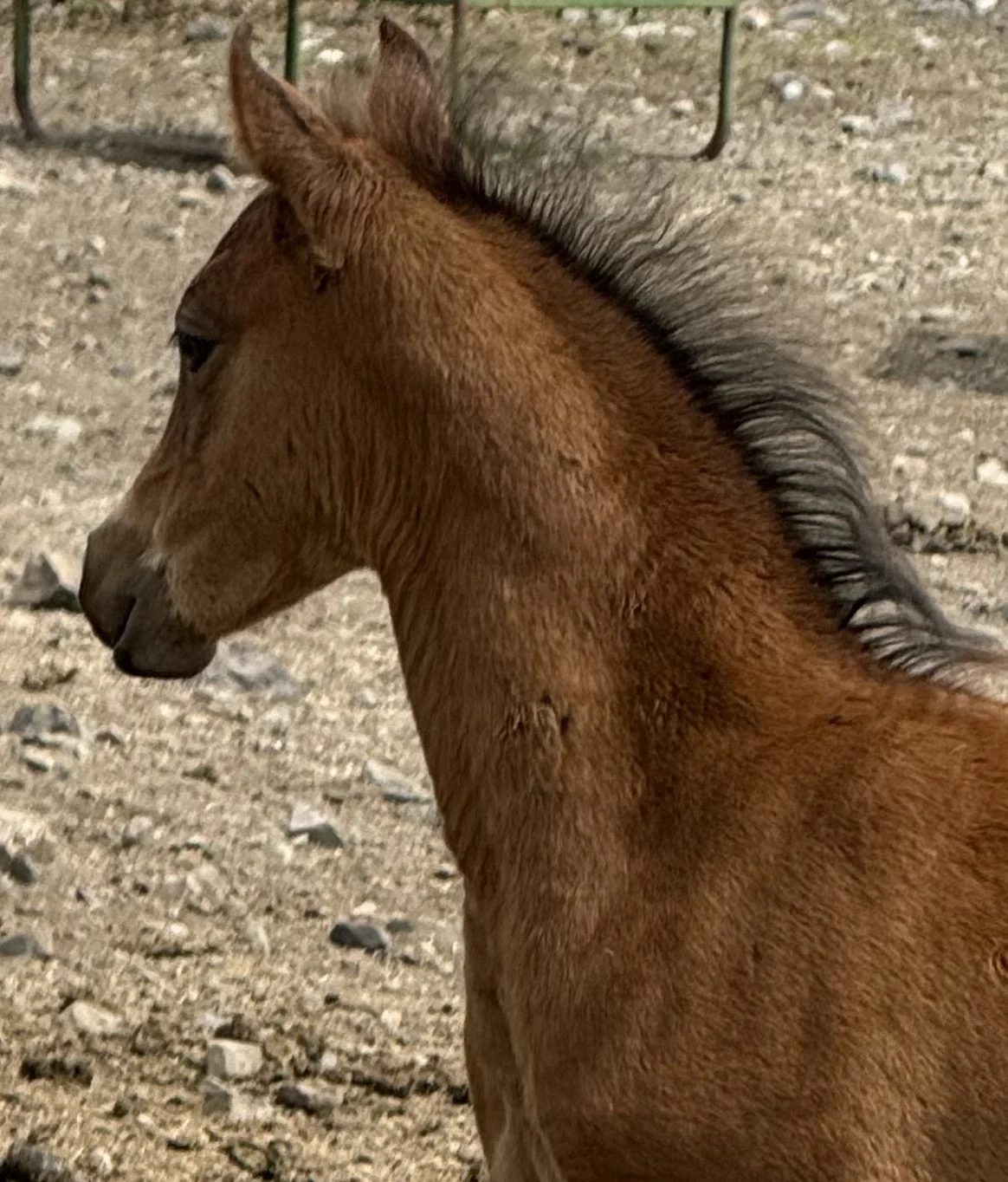 Evans Veranith Dragon 