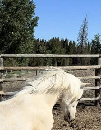 Superstar Mare Llyn Monroe