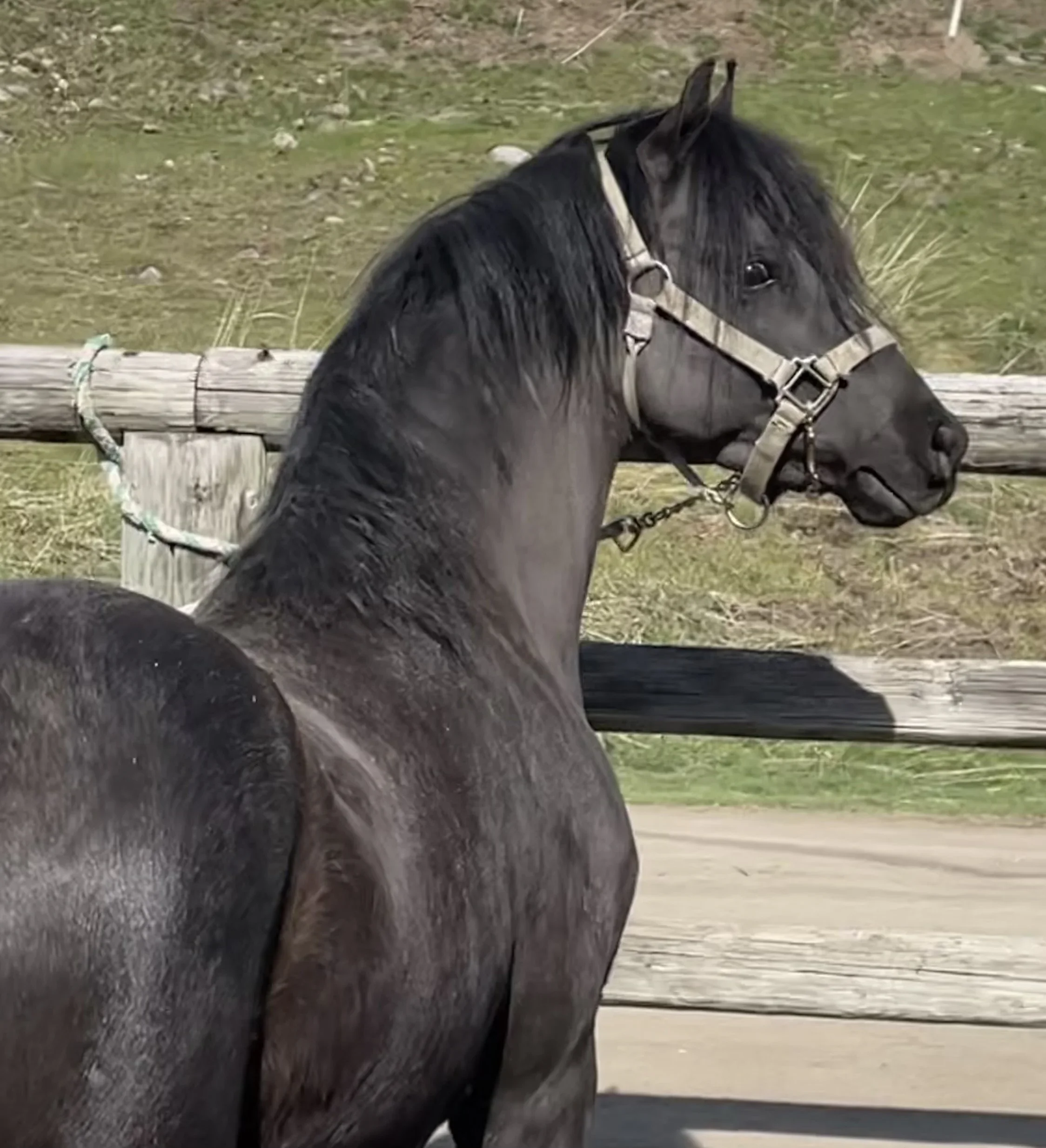 Evans Gruffydd The Black