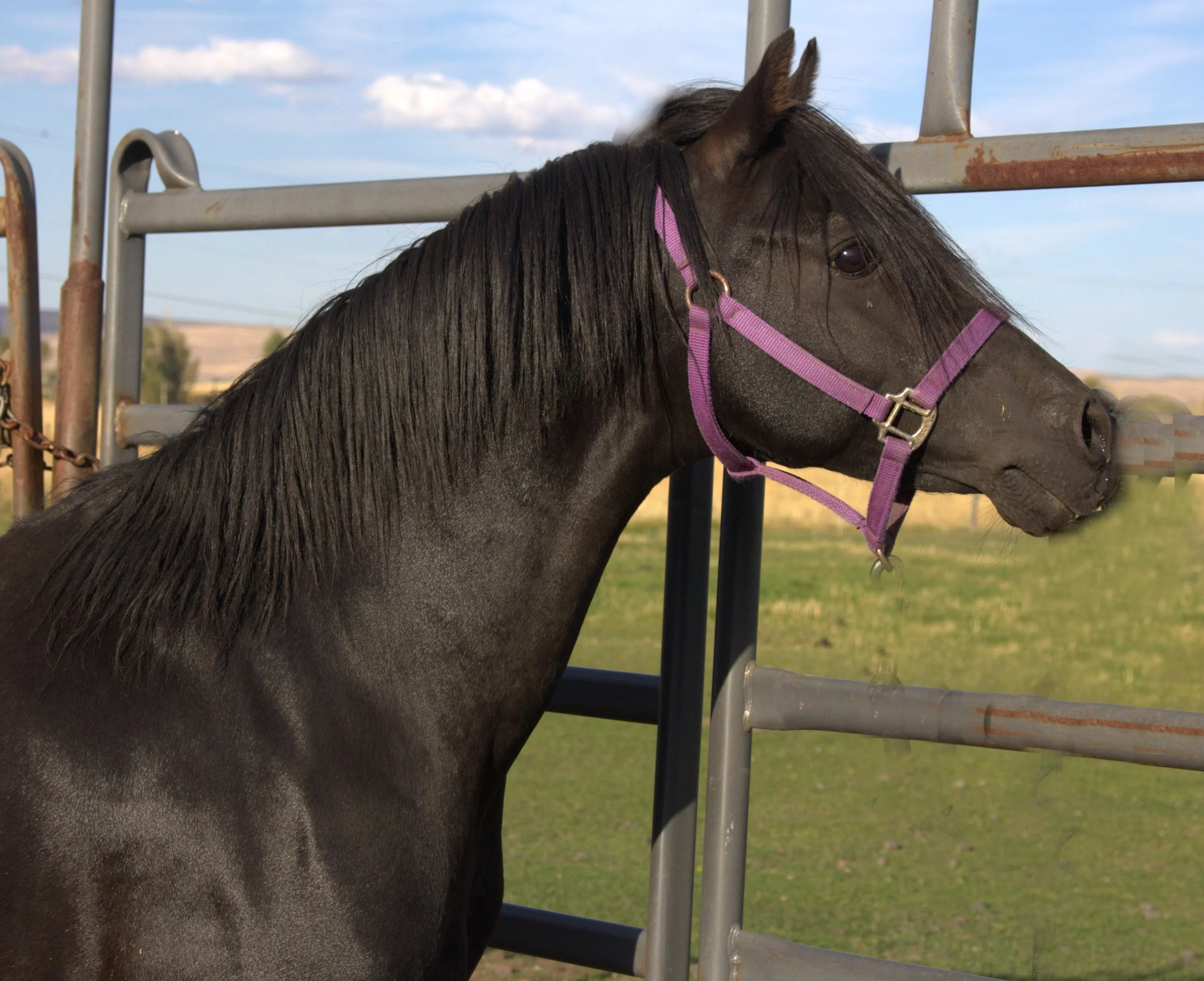 Rosmel Midnight Tango 