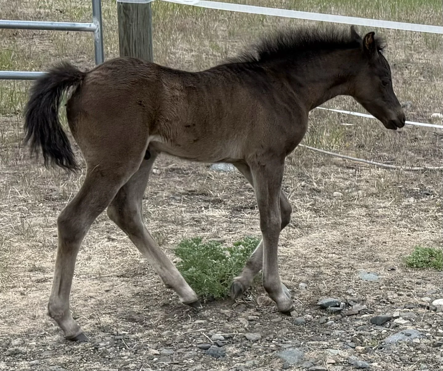 Evans Shenron Dam: Evans Fayth