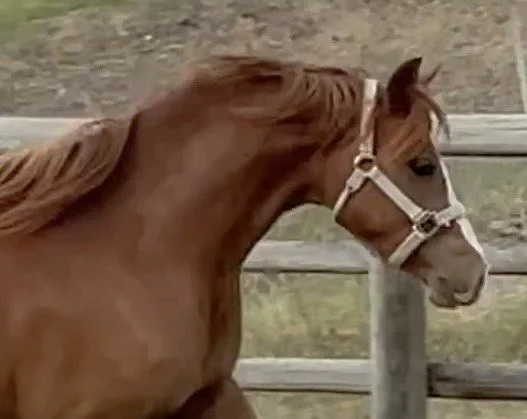 Alpine Acres Red Ruby 